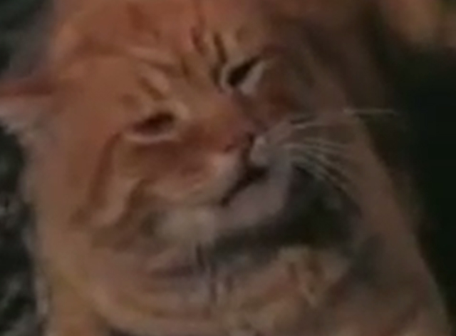 Project U.F.O. - Sighting 4001 The Washington D.C. Incident - close up of orange tabby cat