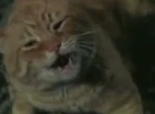 Project U.F.O. - Sighting 4001 The Washington D.C. Incident - close up of orange tabby cat screeching