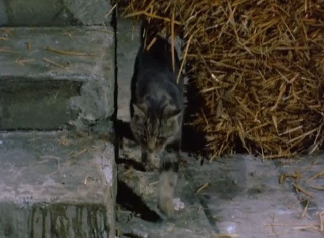 The Protectors - Triple Cross - brown tabby cat entering barn from behind hay bale