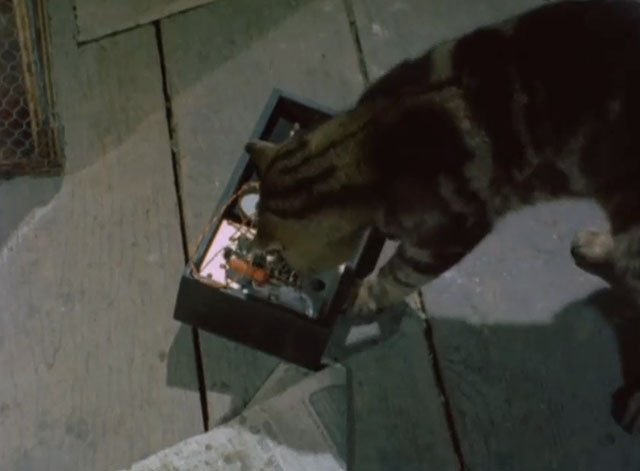 The Protectors - Triple Cross - brown tabby cat sniffing at bomb