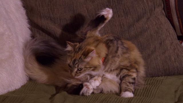 Psych - 9 Lives - calico cat Little Boy Cat on couch