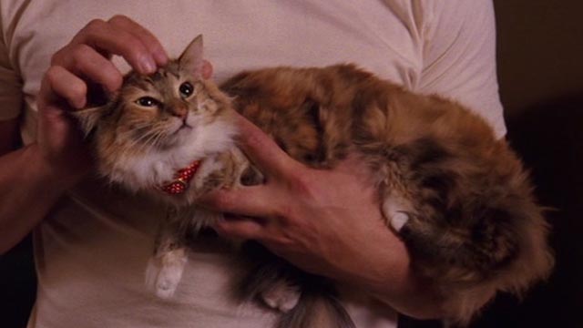 Psych - 9 Lives - calico cat Little Boy Cat in McNab's arms