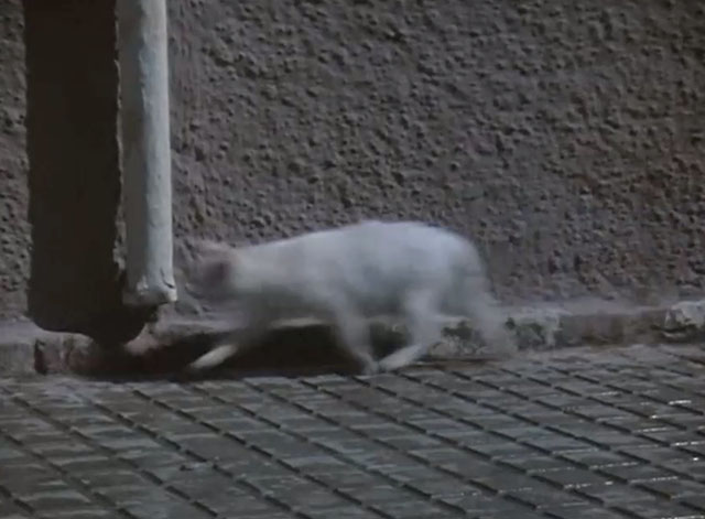 The Rat Patrol - The Last Harbor Raid Part One - white cat running along sidewalk