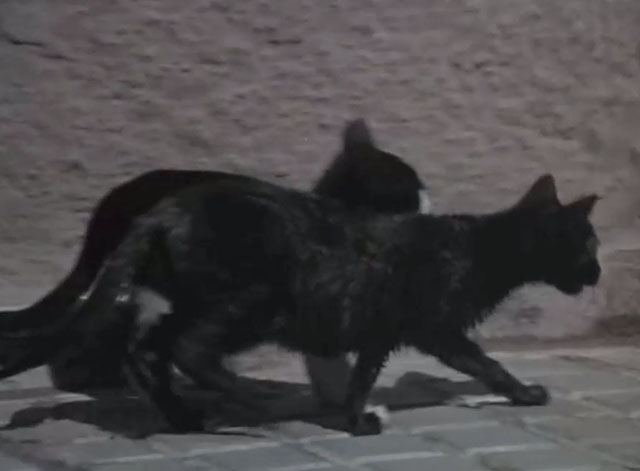 The Rat Patrol - The Last Harbor Raid Part One - tortoiseshell and tuxedo cats on sidewalk