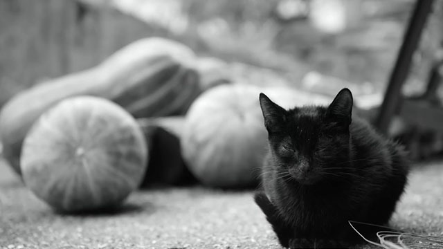 Ripley - Season One - sleepy black kitten sitting near squash