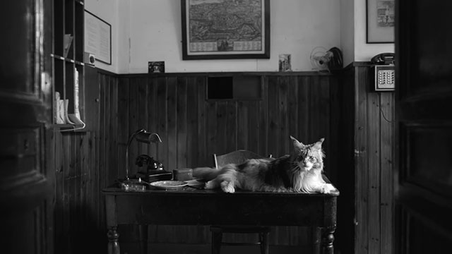Ripley - Season One - longhair gray and white Maine Coon tabby cat Lucio King lying on table