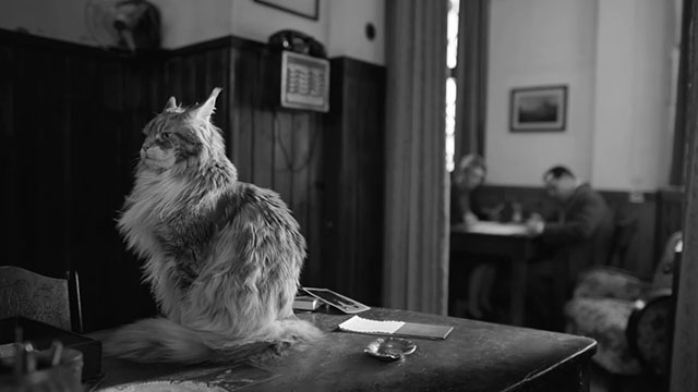 Ripley - Season One - longhair gray and white Maine Coon tabby cat Lucio King sitting on table