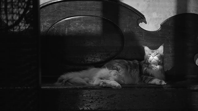 Ripley - Season One - longhair gray and white Maine Coon tabby cat Lucio King lying on bench
