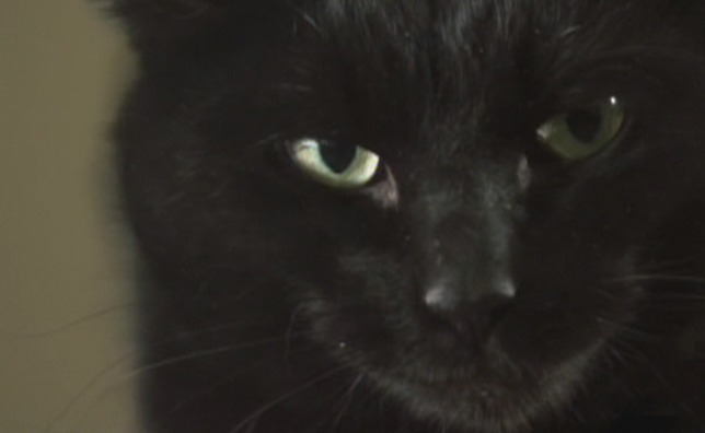 R.L. Stine's The Haunting Hour - The Cast black cat