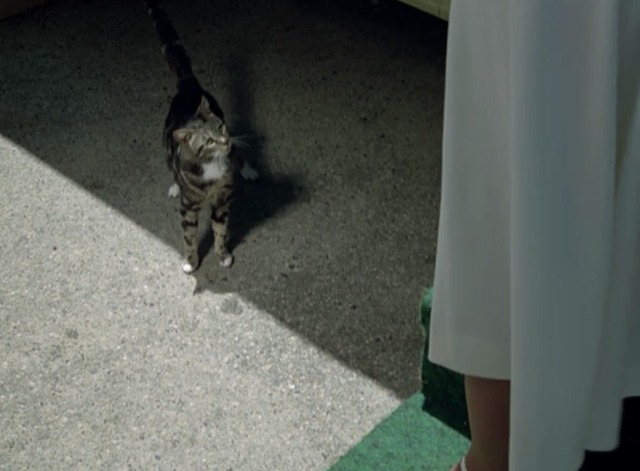 The Rockford Files - Beamer's Last Case - Valentino cat looking up at woman