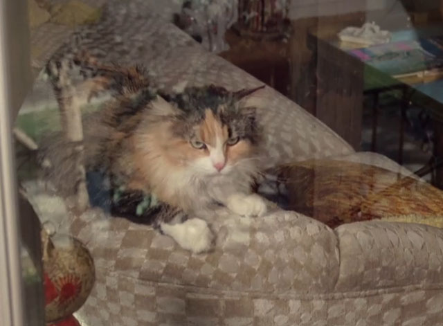 The Rockford Files - Sticks and Stones May Break Your Bones, But Waterbury Will Bury You - longhair calico cat in window