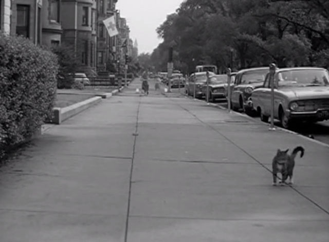 Route 66 - Birdcage on My Foot - tabby cat standing on sidewalk