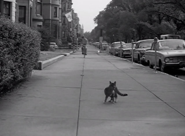 Route 66 - Birdcage on My Foot - tabby cat looks back at boy approaching on sidewalk