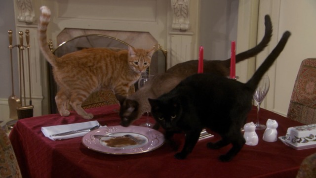 Rules of Engagement - Dirty Talk cats on table eating from plate