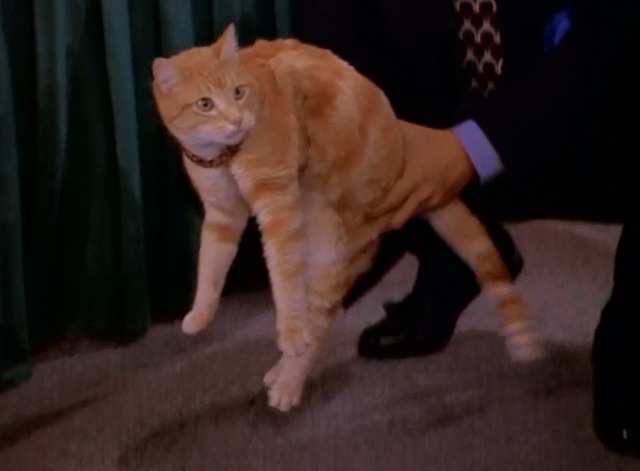 Sabrina the Teenage Witch - Cat Showdown - orange tabby cat