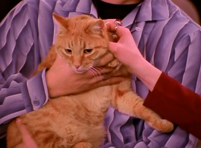 Sabrina the Teenage Witch - Cat Showdown - orange tabby cat close up