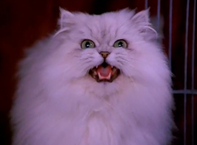 Sabrina the Teenage Witch - Cat Showdown - white Angora cat close up