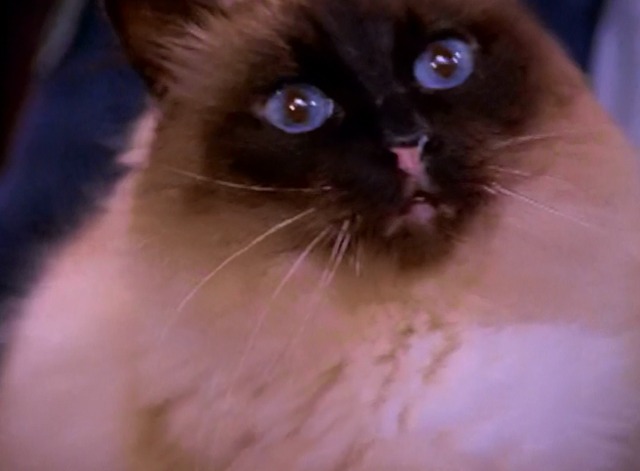 Sabrina the Teenage Witch - Cat Showdown - Himalayan cat close up