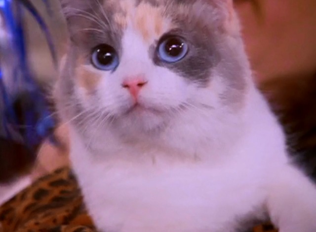Sabrina the Teenage Witch - Cat Showdown - calico cat close up