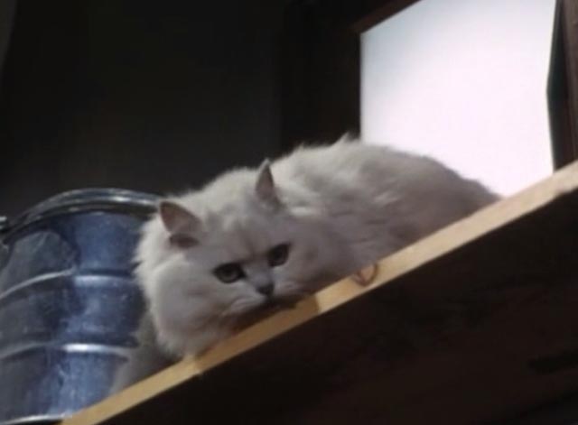 The Saint - The Counterfeit Contessa - white Persian cat Chou-Chou coming in through vent