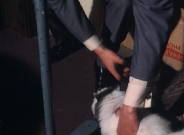 The Saint - The Counterfeit Contessa - Simon Roger Moore reaching down to pick up white Persian cat Chou-Chou
