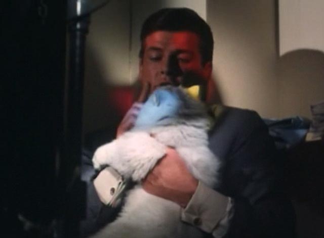 The Saint - The Counterfeit Contessa - Simon Roger Moore holding and motioning white Persian cat Chou-Chou to be quiet