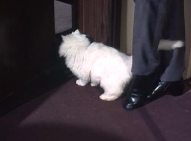 The Saint - The Counterfeit Contessa - Simon urging white Persian cat Chou-Chou through door with foot