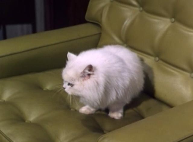 The Saint - The Counterfeit Contessa - white Persian cat Chou-Chou in chair