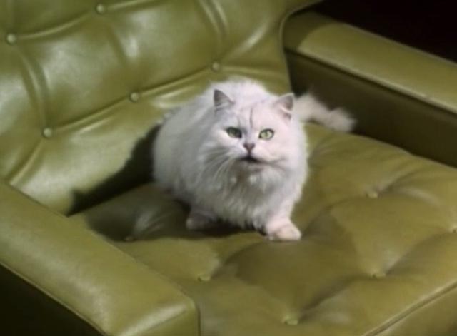 The Saint - The Counterfeit Contessa - white Persian cat Chou-Chou in chair