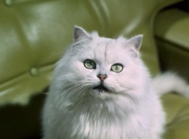 The Saint - The Counterfeit Contessa - white Persian cat Chou-Chou in chair closer