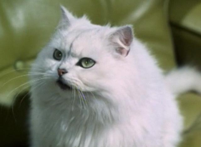 The Saint - The Counterfeit Contessa - white Persian cat Chou-Chou in chair closer
