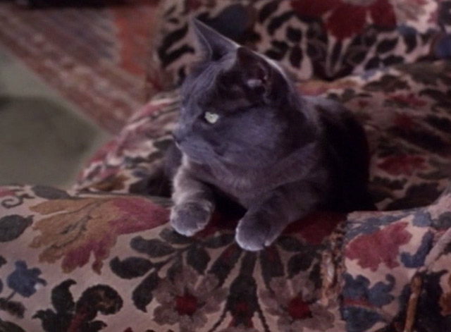 The Saint - The House on Dragon's Rock - gray cat sitting on chair