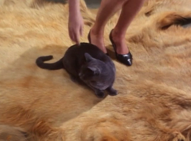 The Saint - The House on Dragon's Rock - gray cat sitting fur rug