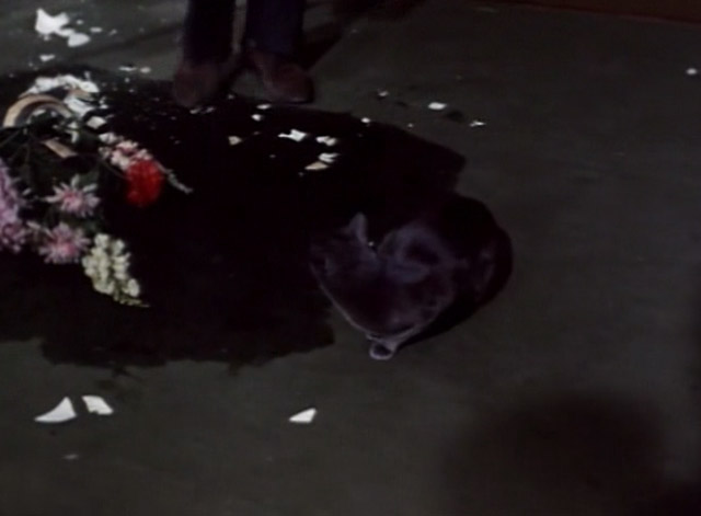 The Saint - The House on Dragon's Rock - gray cat next to broken plant