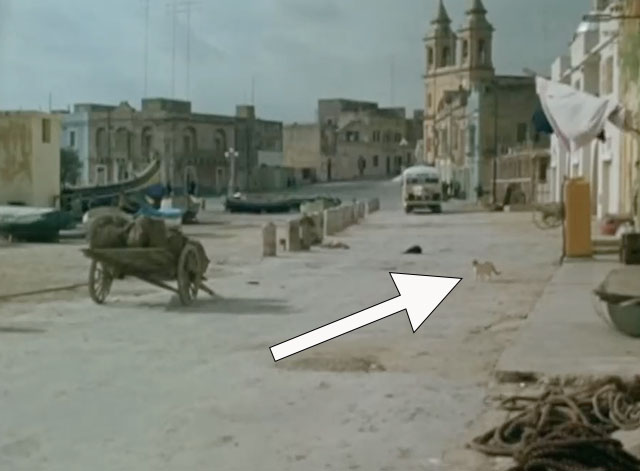 The Saint - Vendetta for the Saint, Part Two - ginger cat with dogs in front of bus on road