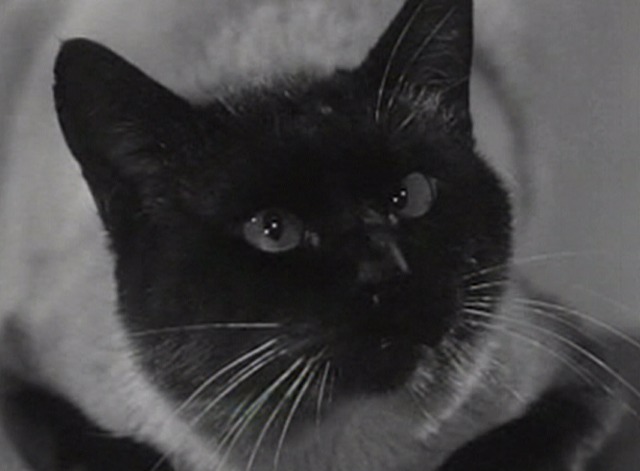 Screen Directors Playhouse - Claire - close up of Siamese cat Claire