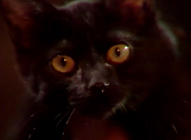 SCTV House of Cats - close up of black cat