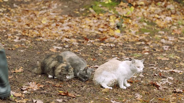 Search Party - Irrefutable Evidence - three cats tortoiseshell, gray and white and cream and white tabby in woods