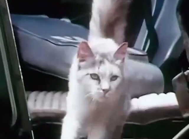 The Secrets of Isis - Fool's Dare - white and gray cat Henry in junkyard