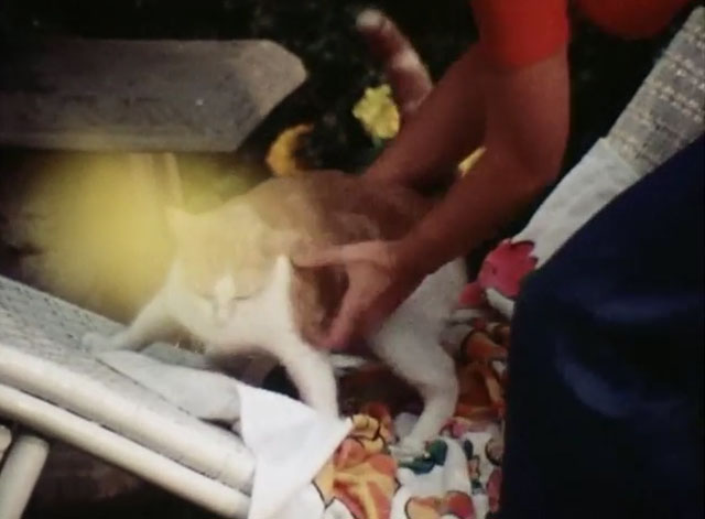 The Secret Lives of Waldo Kitty - Cat Man - ginger and white tabby cat Waldo being moved from lawn chair