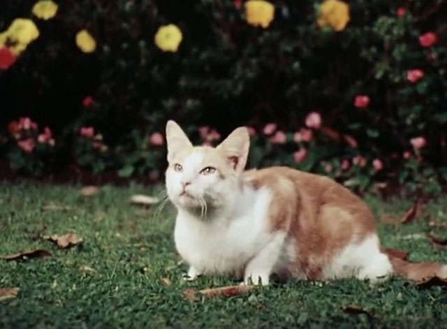 The Secret Lives of Waldo Kitty - Cat Man - ginger and white tabby cat Waldo sitting on grass