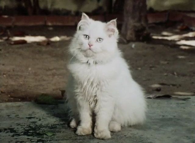 The Secret Lives of Waldo Kitty - Cat Man - longhair white cat Felicia