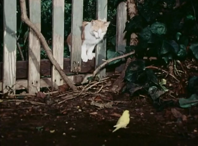 The Secret Lives of Waldo Kitty - Cat Man - ginger and white tabby cat Waldo hiding behind fence with yellow parakeet Sparrow
