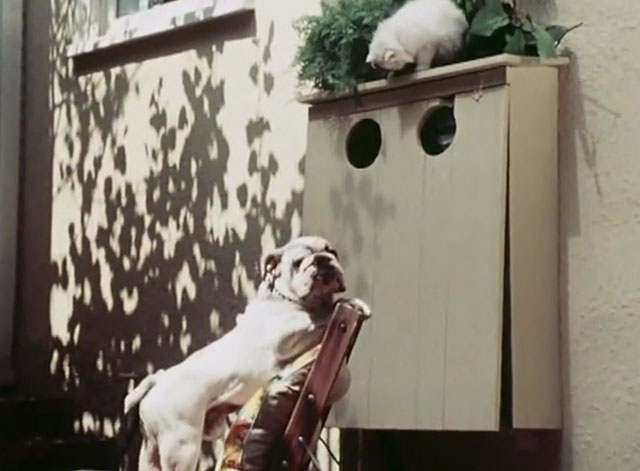 The Secret Lives of Waldo Kitty - Cat Man - bulldog Tyrone barking at longhair white cat Felicia on fuse box