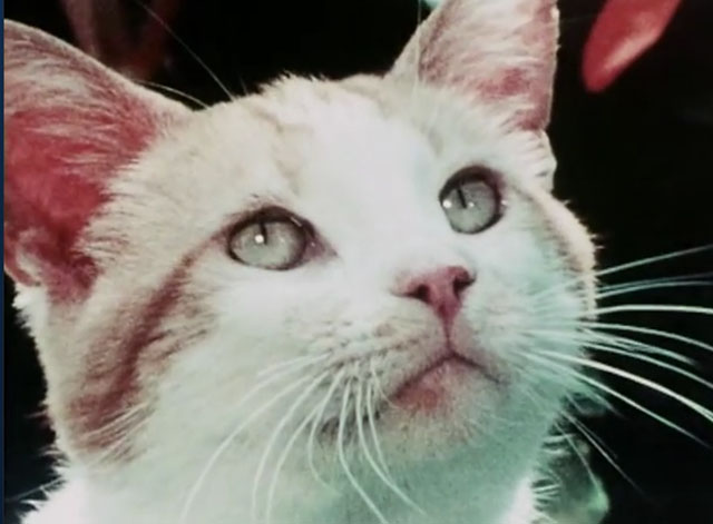 The Secret Lives of Waldo Kitty - Cat Man - ginger and white tabby cat Waldo close up