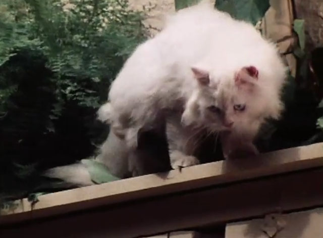 The Secret Lives of Waldo Kitty - Cat Man - longhair white cat Felicia on top of wooden box