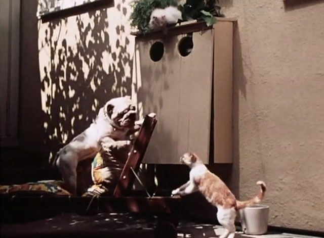 The Secret Lives of Waldo Kitty - Cat Man - ginger and white tabby cat Waldo distracting bulldog Tyrone from white cat Felicia