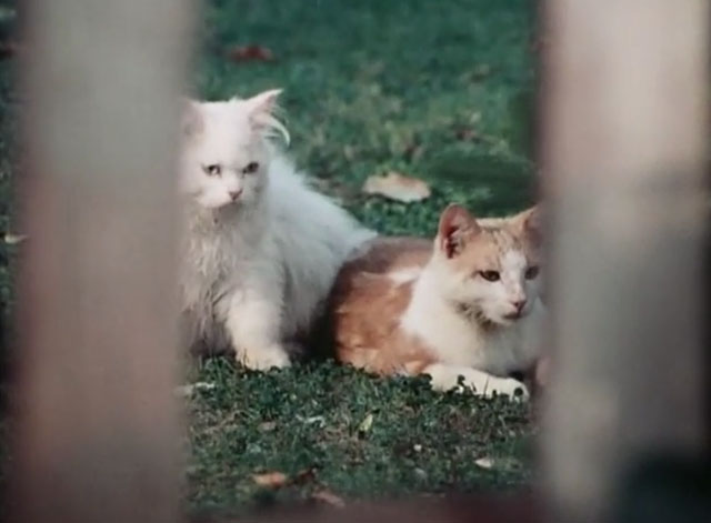 The Secret Lives of Waldo Kitty - Cat Man - ginger and white tabby cat Waldo sitting on lawn with longhair white cat Felicia