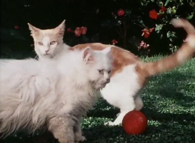 The Secret Lives of Waldo Kitty - Catzan of the Apes - ginger and white cat Waldo Kitty with white longhair cat Felicia playing with ball