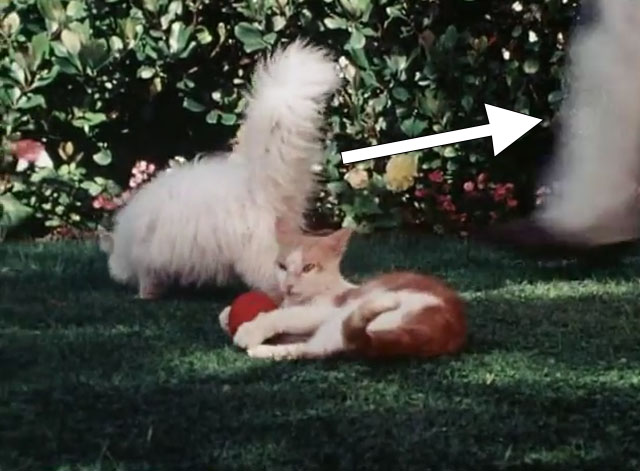 The Secret Lives of Waldo Kitty - Catzan of the Apes - ginger and white cat Waldo Kitty and white longhair cat Felicia playing with ball with trainer's leg entering shot